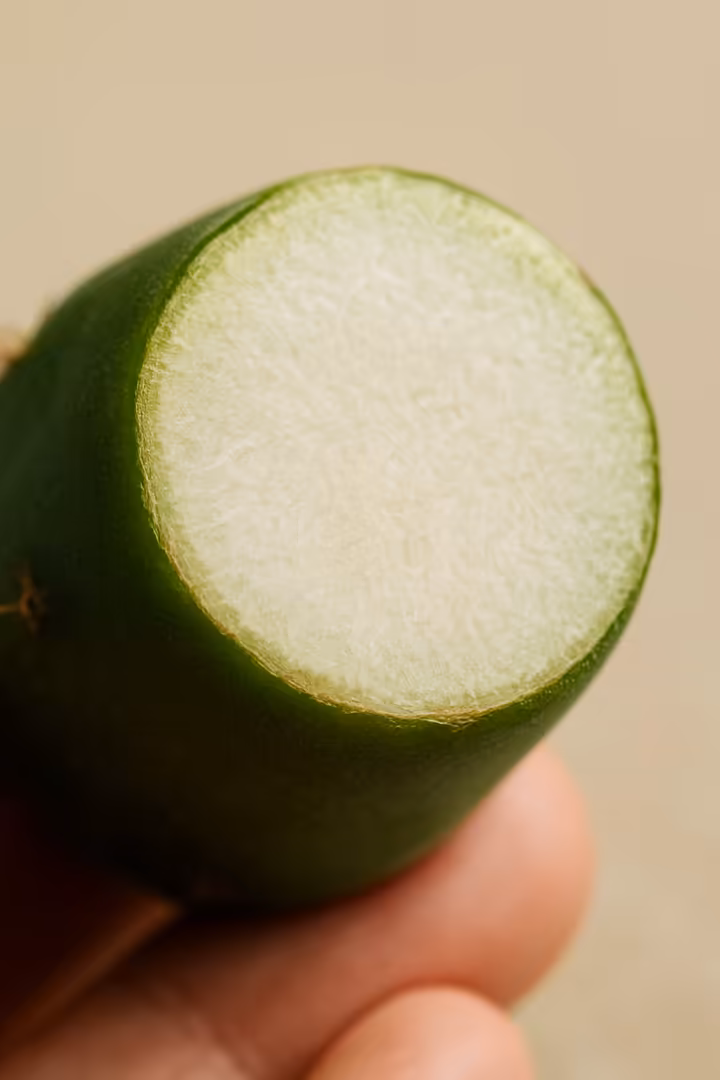 A close-up of a cactus cutting showing the dry, hard callus that has formed over the cut end, ready for planting.