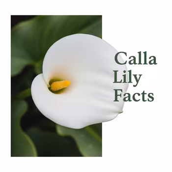 Basic Calla Lily Facts