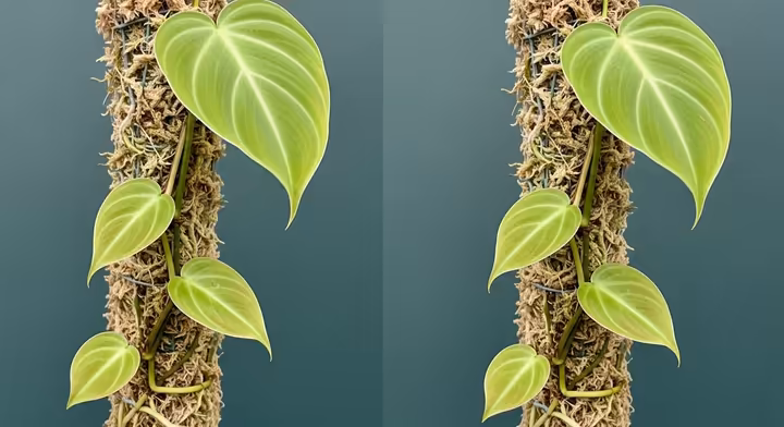 A Heart-Leaf Philodendron climbing a moss pole, showing the transition from smaller juvenile leaves at the bottom to larger mature leaves at the top.