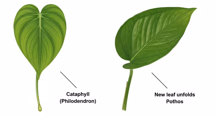 A side-by-side comparison showing the leaf of a Heart-Leaf Philodendron next to a Golden Pothos leaf, highlighting differences in shape and texture.