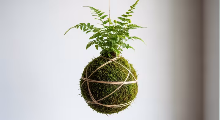 A small Button Fern growing in a kokedama, a Japanese moss ball, suspended by twine.