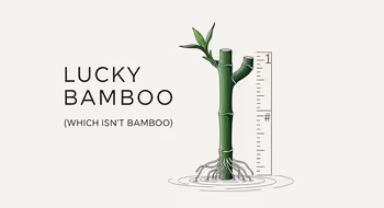 A Guide to Lucky Bamboo (Which Isn't Bamboo)