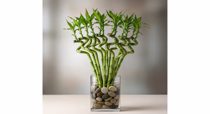A vibrant green lucky bamboo arrangement with multiple stalks in a clear glass vase with pebbles.