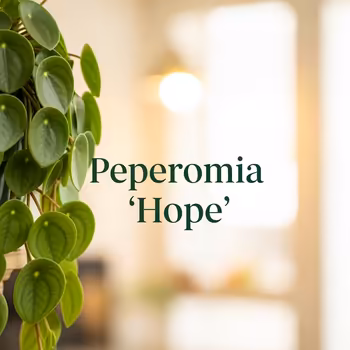 All About Peperomia 'Hope'