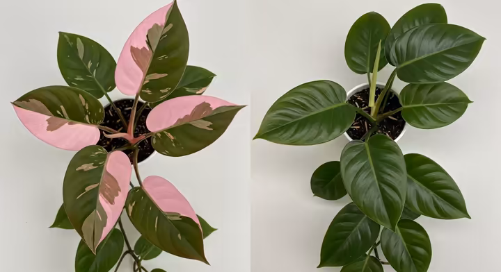 A split image showing a well-variegated Pink Princess vine on the left and a reverted, all-green vine on the right.