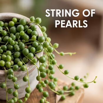 The Definitive Guide to the String of Pearls Plant (Curio rowleyanus)