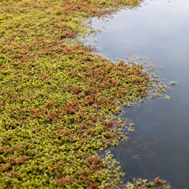 The surface of a pond covered in a dense, green mat of Mosquito Fern (Azolla), an aquatic fern.