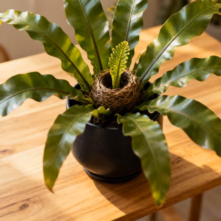 A Bird's Nest Fern in a ceramic pot, showing its unique rosette of wide, wavy, bright green leaves.