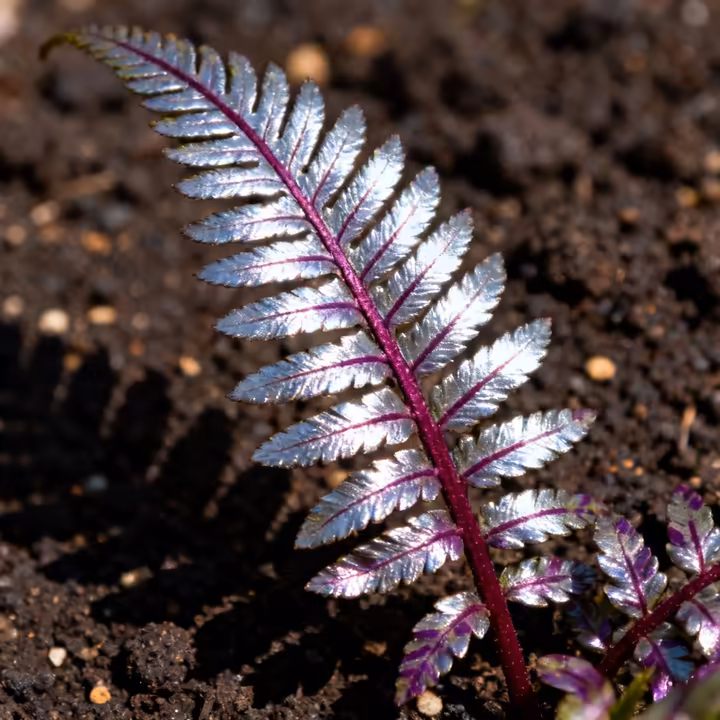A close-up of a Japanese Painted Fern, showcasing its unique fronds with silvery-gray surfaces and a deep purple rachis.