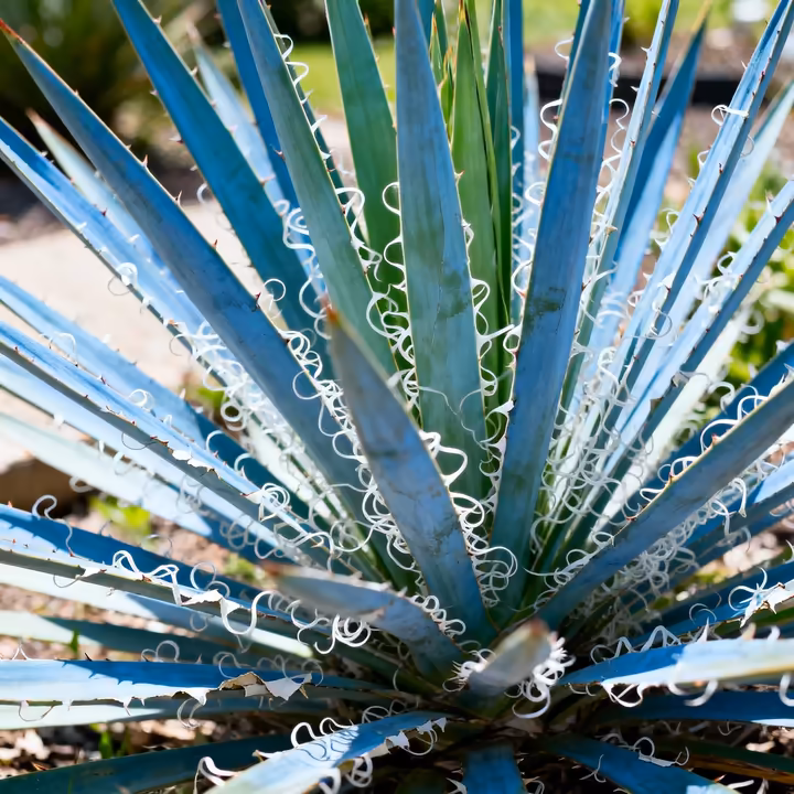 The Adam's Needle yucca plant (Yucca filamentosa) growing in a garden, showing its stemless clump of leaves with distinctive curly white threads along the edges.