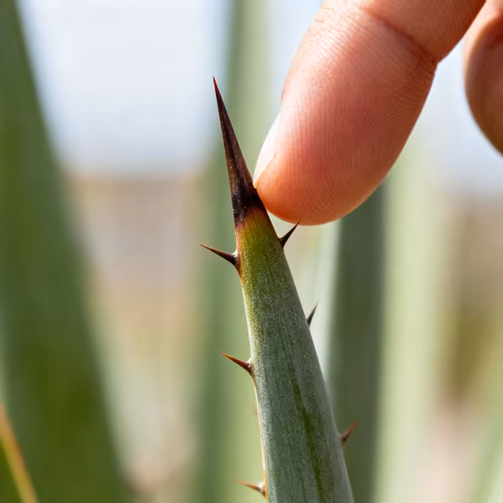 An extreme close-up of the tip of a yucca leaf, showing its dangerously sharp, needle-like spine.