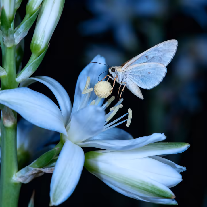 A close-up macro shot of a small, white yucca moth actively pollinating a creamy white, bell-shaped yucca flower at night.